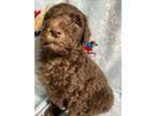 Schnoodle (Standard) Puppy for sale in Frenchtown, MT, USA
