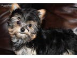 Yorkshire Terrier Puppy for sale in Elk City, KS, USA
