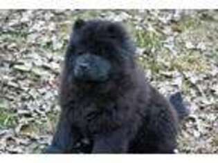 Chow Chow Puppy for sale in Monticello, WI, USA