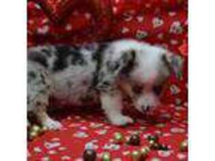 Pembroke Welsh Corgi Puppy for sale in Weaubleau, MO, USA