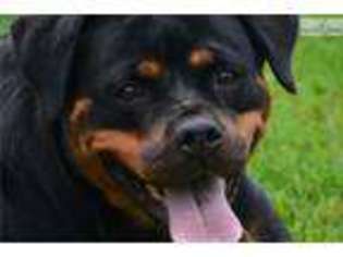 Rottweiler Puppy for sale in Syracuse, NY, USA