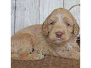 Goldendoodle Puppy for sale in Mchenry, IL, USA