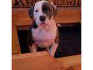 American Bulldog Puppy for sale in Maplesville, AL, USA