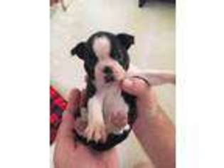 Boston Terrier Puppy for sale in Wichita, KS, USA