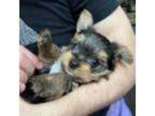Yorkshire Terrier Puppy for sale in Princeton, NJ, USA
