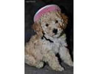 Goldendoodle Puppy for sale in Orange, TX, USA