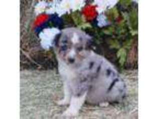 Miniature Australian Shepherd Puppy for sale in Wellington, CO, USA