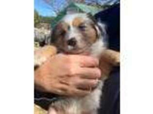 Miniature Australian Shepherd Puppy for sale in Jarrell, TX, USA