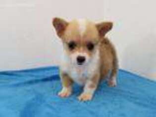 Pembroke Welsh Corgi Puppy for sale in Clark, MO, USA