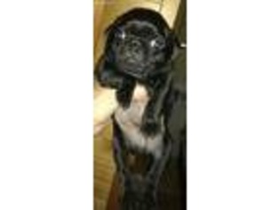Pug Puppy for sale in York, SC, USA
