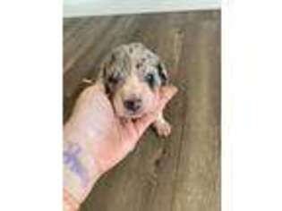 Great Dane Puppy for sale in Olympia, WA, USA