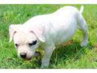 American Bulldog Puppy for sale in Greensboro, NC, USA