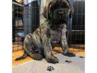 Mastiff Puppy for sale in New Park, PA, USA