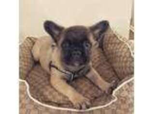 French Bulldog Puppy for sale in Minot, ND, USA