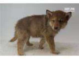 Wolf Hybrid Puppy for sale in Ocala, FL, USA