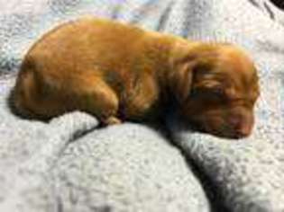 Vizsla Puppy for sale in Nicholasville, KY, USA