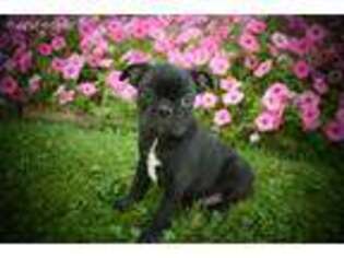 Mutt Puppy for sale in Wilmot, OH, USA