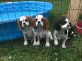 Cavalier King Charles Spaniel Puppy for sale in Wausau, WI, USA