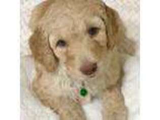 Goldendoodle Puppy for sale in Montgomery, AL, USA