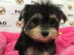 Shorkie Tzu Puppy for sale in Temple City, CA, USA
