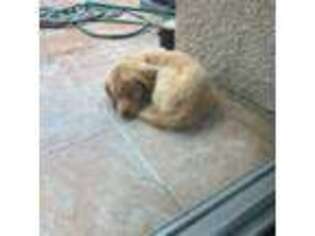 Golden Retriever Puppy for sale in Fullerton, CA, USA