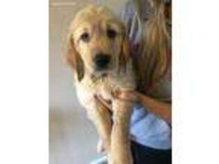 Golden Retriever Puppy for sale in Bucyrus, OH, USA