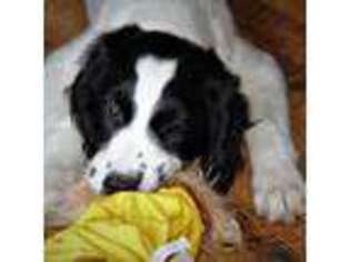 English Springer Spaniel Puppy for sale in Havre De Grace, MD, USA