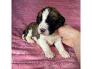 Saint Berdoodle Puppy for sale in Jefferson, OH, USA