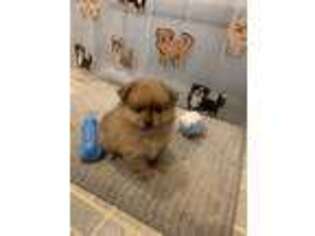 Pomeranian Puppy for sale in Ripley, WV, USA