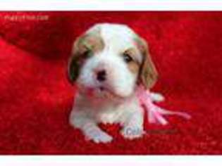 Cavalier King Charles Spaniel Puppy for sale in Hillsboro, MO, USA