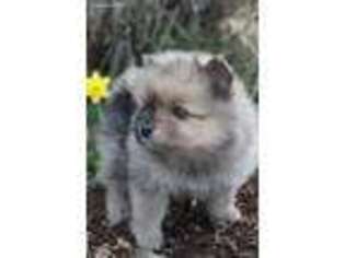 Pomeranian Puppy for sale in Moro, OR, USA