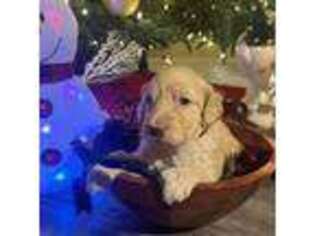 Goldendoodle Puppy for sale in Jarvisburg, NC, USA