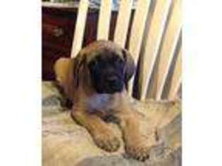 Mastiff Puppy for sale in Midland, TX, USA