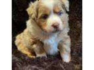 Miniature Australian Shepherd Puppy for sale in West Winfield, NY, USA