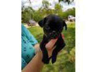 Pug Puppy for sale in Corpus Christi, TX, USA