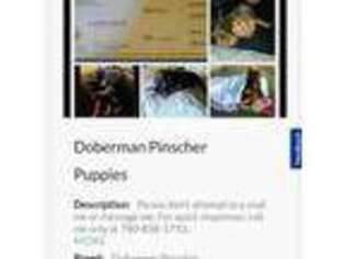 Doberman Pinscher Puppy for sale in Summerfield, OH, USA