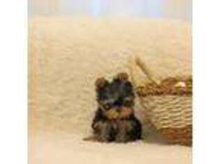 Yorkshire Terrier Puppy for sale in Wellesley, MA, USA