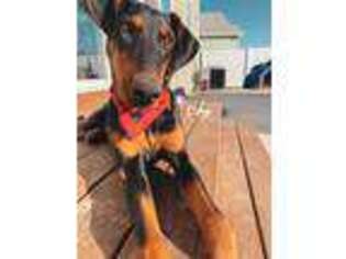 Doberman Pinscher Puppy for sale in Eagle Mountain, UT, USA