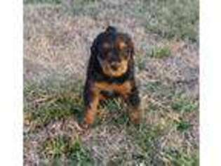 Airedale Terrier Puppy for sale in Huntsville, AL, USA
