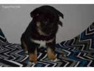 Shiba Inu Puppy for sale in Arthur, IL, USA