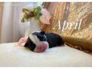 Boston Terrier Puppy for sale in Fairfield, CA, USA