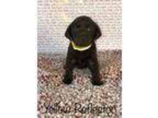Labrador Retriever Puppy for sale in Fortson, GA, USA