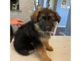German Shepherd Dog Puppy for sale in Ballinger, TX, USA