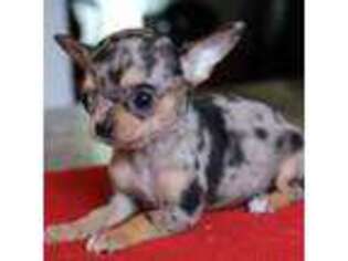 Chihuahua Puppy for sale in Marcy, NY, USA