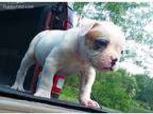 American Bulldog Puppy for sale in Kansas City, MO, USA