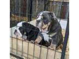 Bulldog Puppy for sale in Rocky Mount, NC, USA