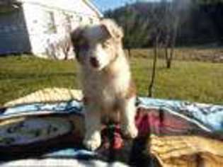 Australian Shepherd Puppy for sale in BLAND, VA, USA
