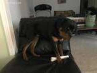 Rottweiler Puppy for sale in Sterling, VA, USA