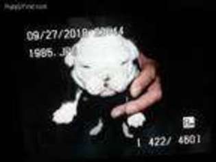 Bulldog Puppy for sale in Villa Ridge, MO, USA