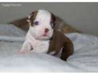 Boston Terrier Puppy for sale in Liberty Hill, TX, USA